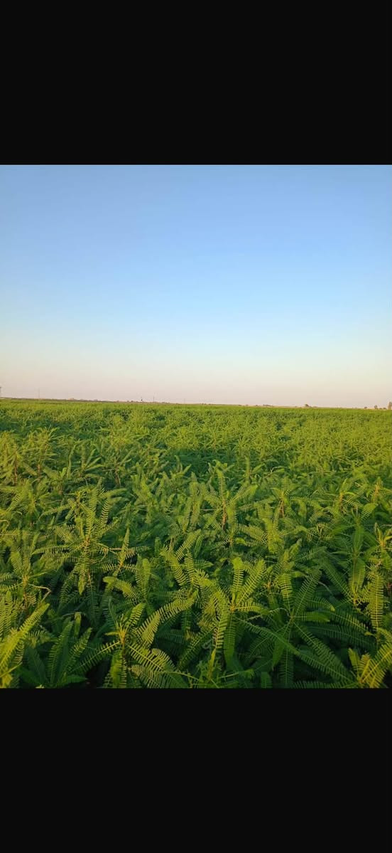 السلام عليكم
كاع 30 دونمً سيسبان 
ماي حلو متوفر عله السابلة الكبيره

قرية  العبودة 
***********
