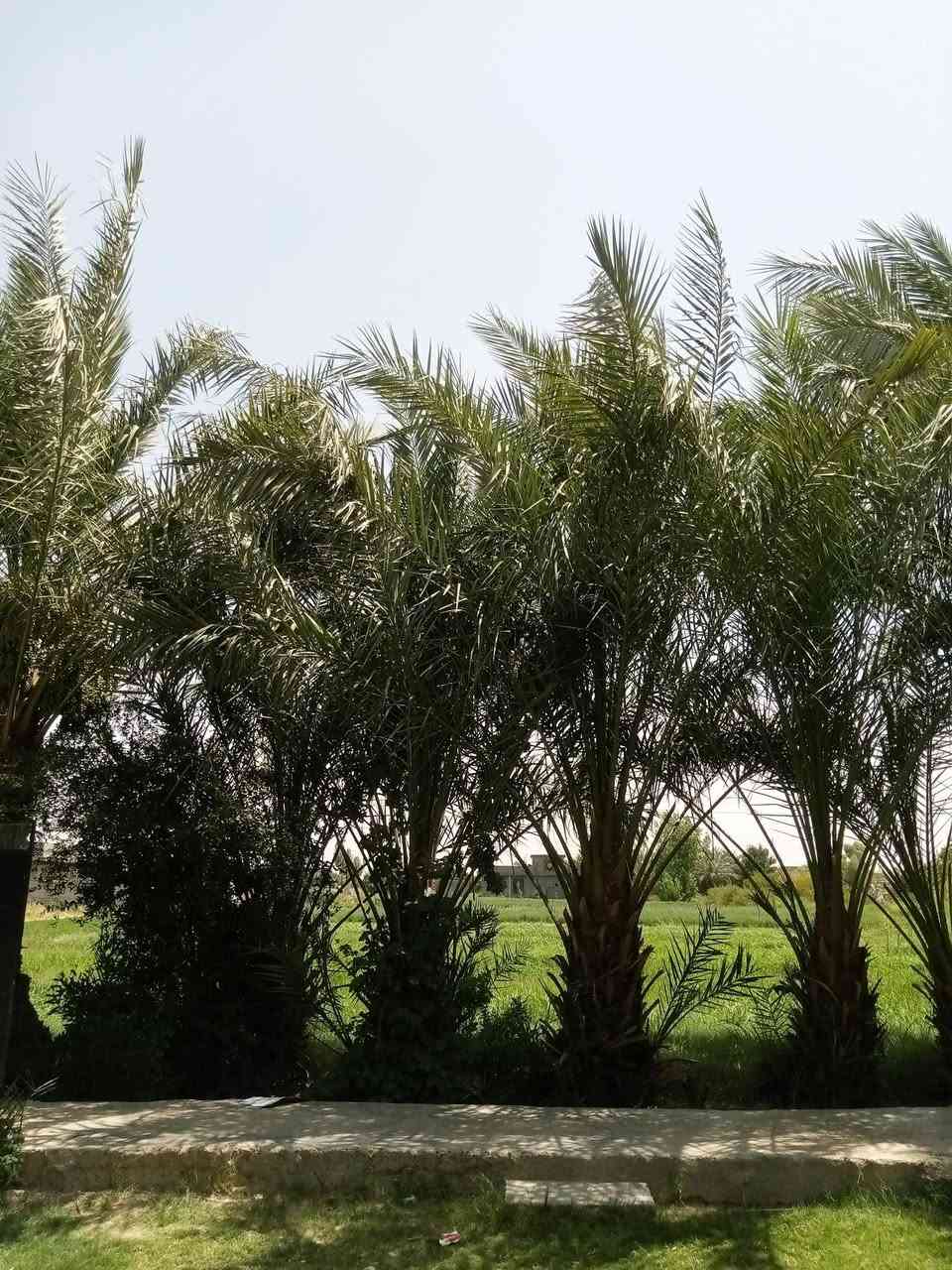 السلام عليكم ورحمة الله وبركاته
أرض زراعية طابو أربع دوانم 
بيها أربع بيوت 
قريبة على نهر الفرات 
اليوسفية صدر اليوسفية 
***********
