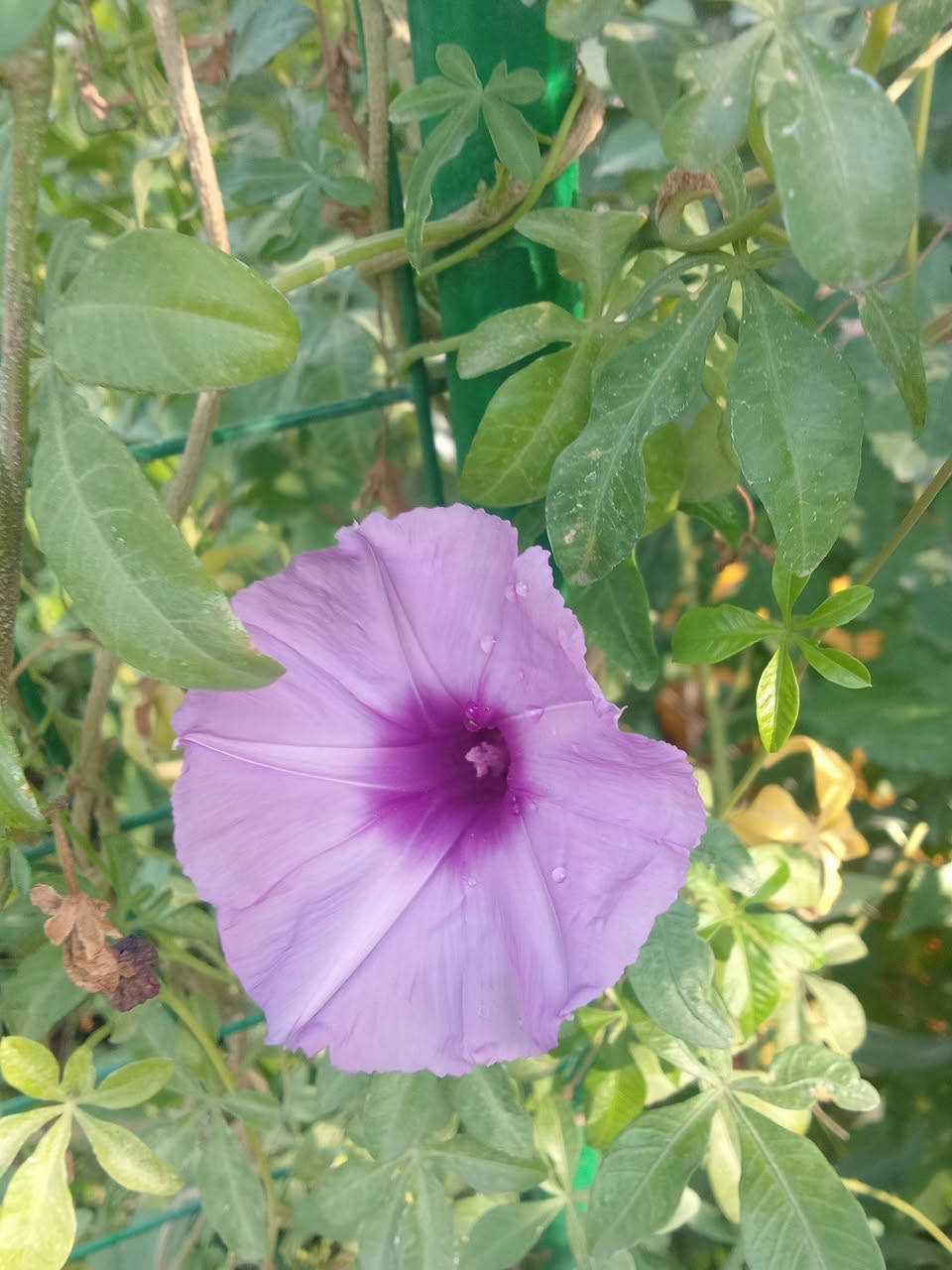 ست الحسن متسلق ب٥
التوصيل داخل بغداد فقط
للطلب*********** واتساب
