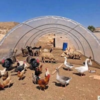خيمة بلاستيكية • ٦×٤ • للماشية