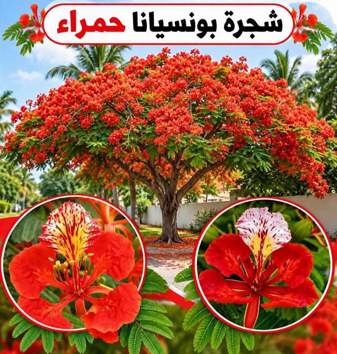 السلام عليكم متابعينا🤍.
🌿🌸 خلّوا الجمال يبدأ من حديقتكم 🌸🌿
إذا تحبون تضيفون لمسة مميزة لبيتكم أو حديقتكم، وفرنا لكم تشكيلة جميلة ومتنوعة من أشجار وشتلات الزينة 🌳🌱
أصناف مختلفة، ألوان جميلة، وأزهار تضيف للمكان حيوية وأناقة وتخليه أكثر جمالاً وتميزاً 💚
🌱 شتلات قوية وسليمة
🌸 تشكيلة متنوعة من أشجار الزينة
🌿 مناسبة للحدائق والبيوت والمساحات الخارجية
✨ اختيارات تناسب مختلف الأذواق
اختاروا النباتات اللي تحبوها، وخلّوا مساحتكم الخضراء أجمل يوم بعد يوم 💜
📍متوفر توصيل لجميع محافظات العراق🚗🚗
📍 للحجز والاستفسار مراسله الصفحه او مراسلتنا على واتساب من خلال الرقم: ***********

نص مكتوب في الصور:
- متسلق ياسمين هندي احمر
- شجرة انتكوميا برتقالي محمر
- شجرة بونسيانا حمراء
- شجرة اكاسيا حمراء
- متسلق ياسمين ازرق
- جاتروفا
- نبات المطاط
- وردة القهوة بنفستجي
- متسلق الشاي الازرق