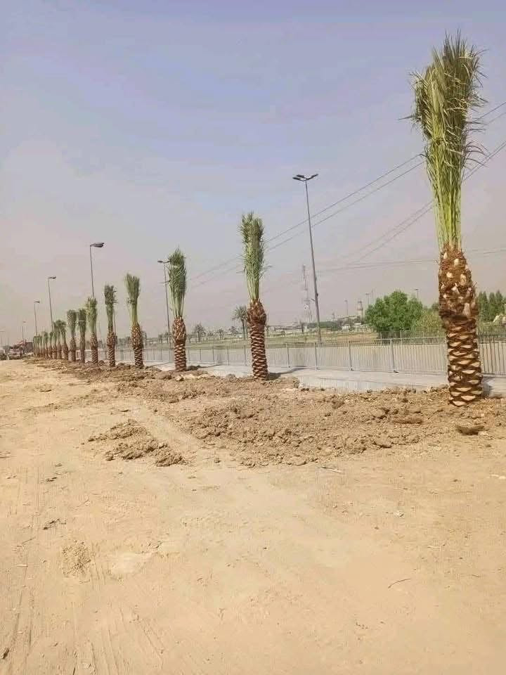 سلام عليكم عشاق ومحبين النخيل مستعدين لبيع وشراء كافة انواع النخيل الموقع بصره ابو الخصيب ***********
