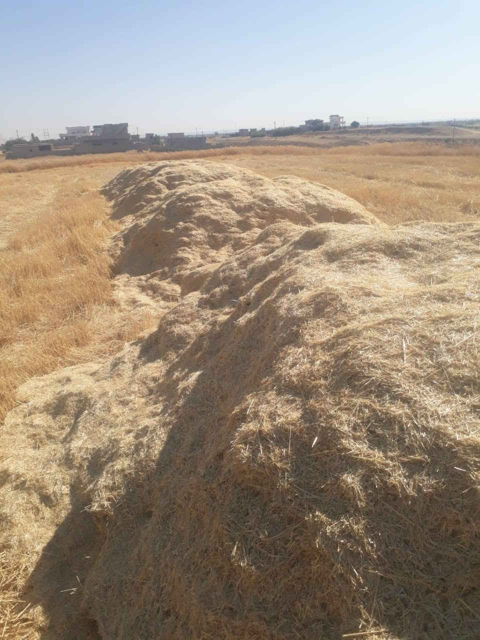 يوجد تبن للبيع الاتصال ***********
