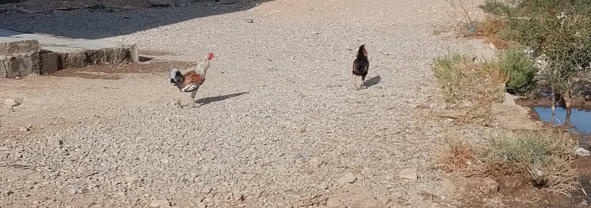 ديج • عدد ٢ • فيه مجال