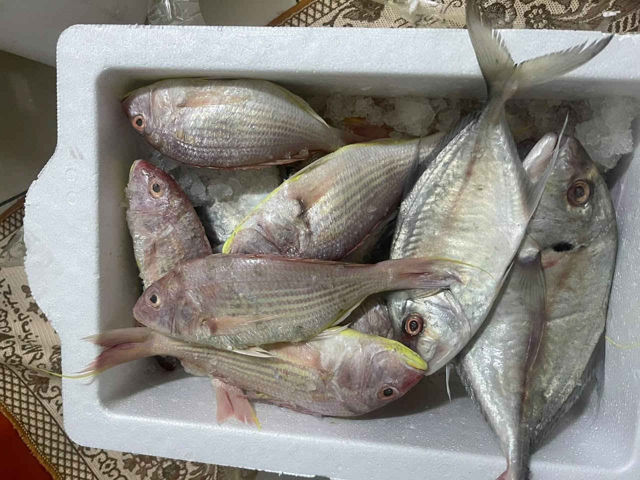 سمك كاريبي • دجاج ذبح • لحم عجل
