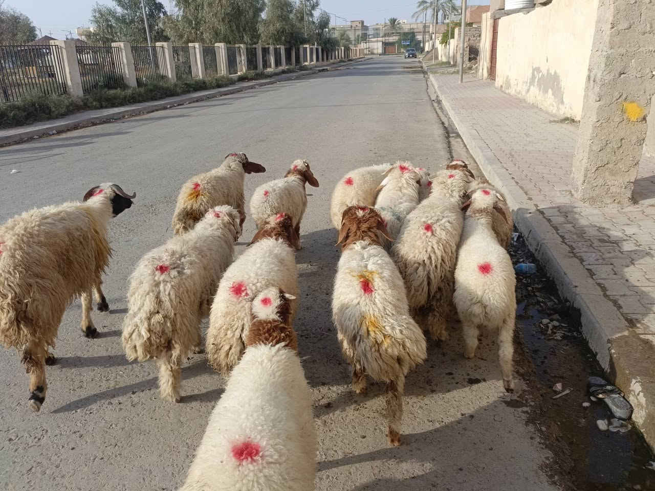 طليان ناصحات • ١٥ • حي العصري
