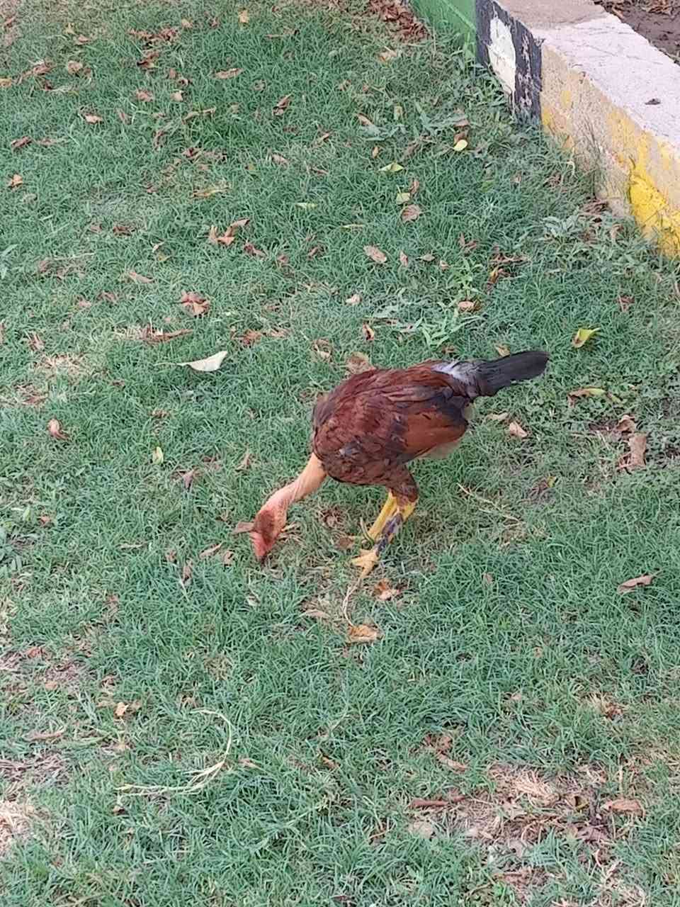 سلام عليكم براهمه البيع تبيض ‏‪***********‬‏
