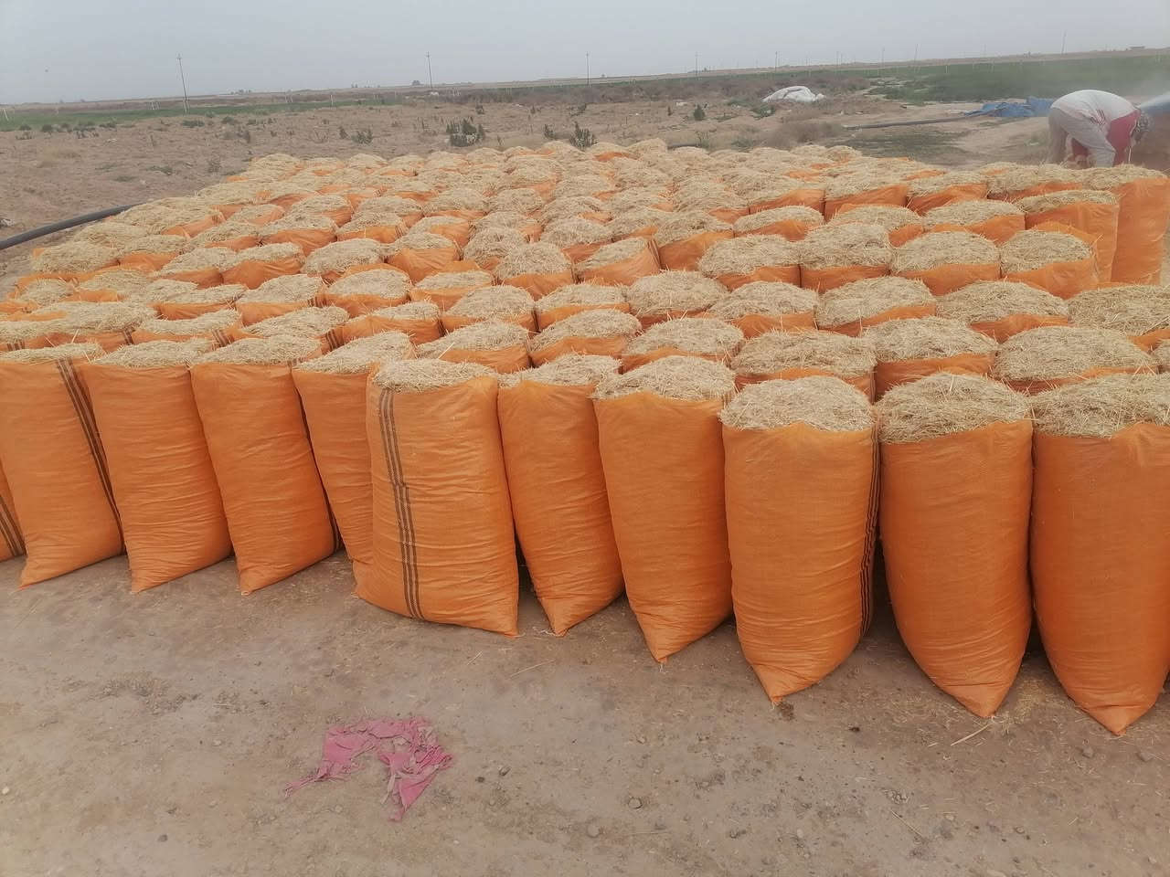 اسلام عليكم يوجد لدينا تبن درجه اولى كيس حجم 60 للبيع سعر الزوج 3 وتوصيل مجاني الدجيل بلد يثرب الضلوعيه السحاقي لتواصل عل رقم الهاتف ***********
