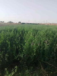 حب جت • أمريكي • للبيع
