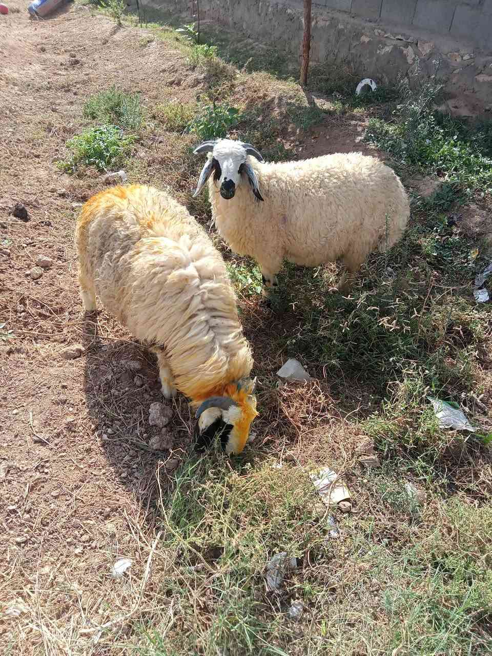 زوج طليان • خشنات • معالفات