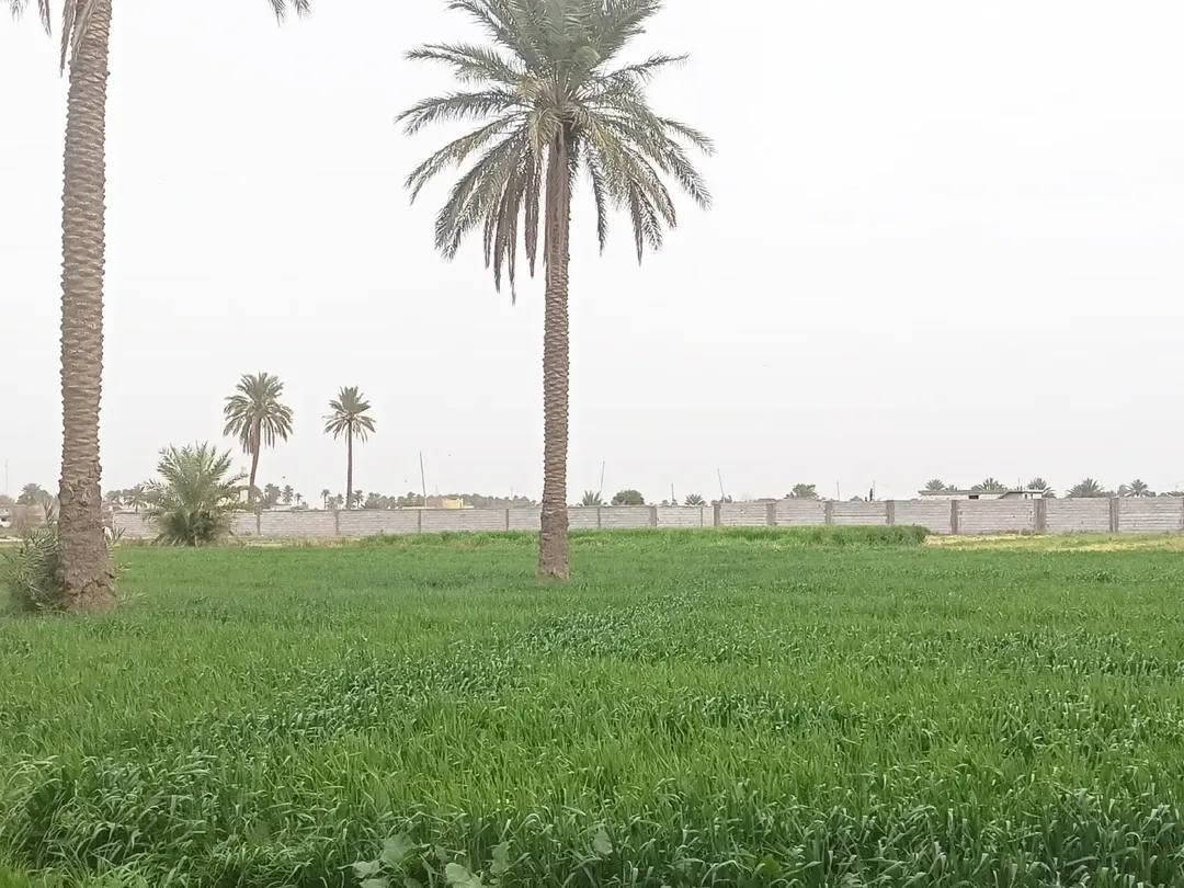 دونمين طابو ملك صرف ثاني يوم تحويل بسمك كاملة المواصفات كهرباء بوري مي جواها أو تبليط لعدة واصل مكانها أبو غريب غرب جامع عثمان بن عفان للستفسار (***********)👍
