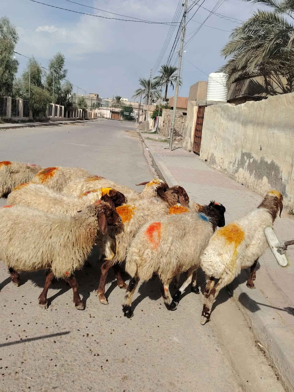 نعاج • بيجي • توصيل