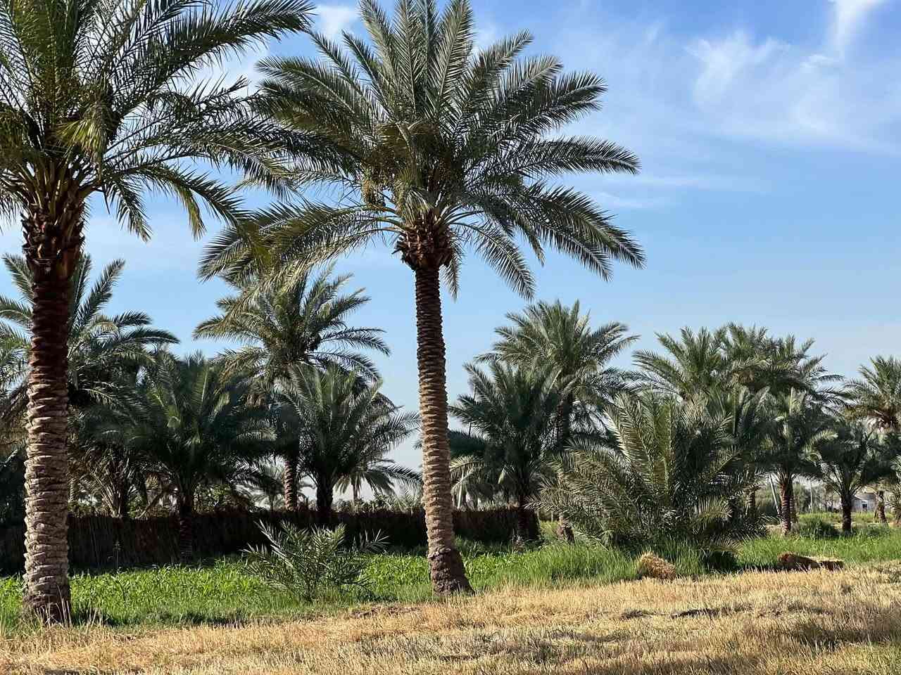 ٩ دونم • نخيل ٥٠+ • بيوت ٣