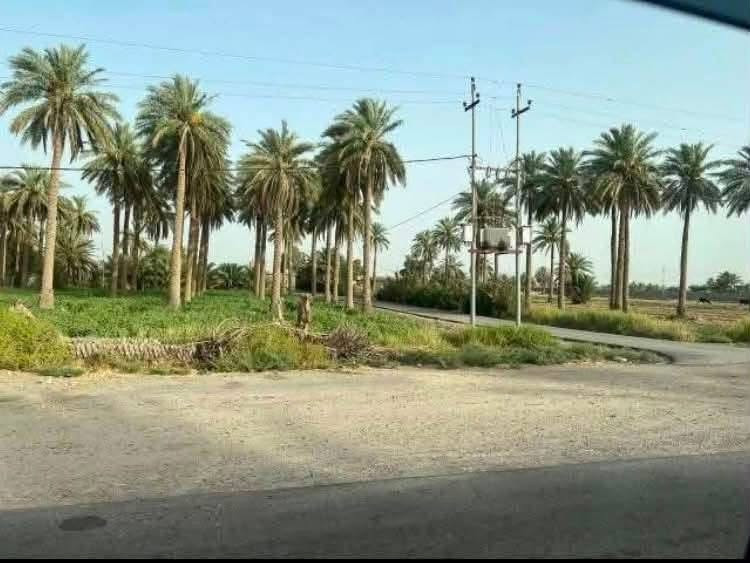 5 دوانم • طابو سند 25 • ذراع دجله