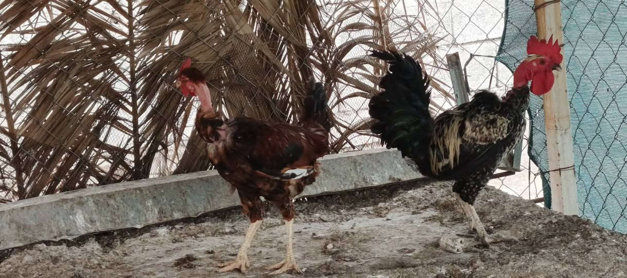 ديوكه عرب • شرط نصاحه • خوش حلال