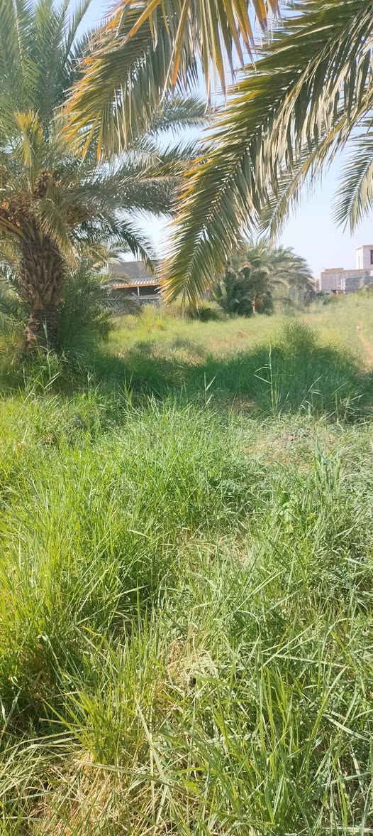 دونم للبيع الواجهه 43/يوجد في نخيل حمال شكري وحلاوي ويوجد كافه الخدمات ماء سقي وماء أسأله وكهرباء وشارع تبليط سند 25مع بيت مساحه البيت 500متر ملاحضه الدونم ينباع كامل أو نص حسب الشراي العنوان الديوانيه حي الأمين نزلت مجمع الأمير السكني للاستفسار اكثر أتصل ***********
