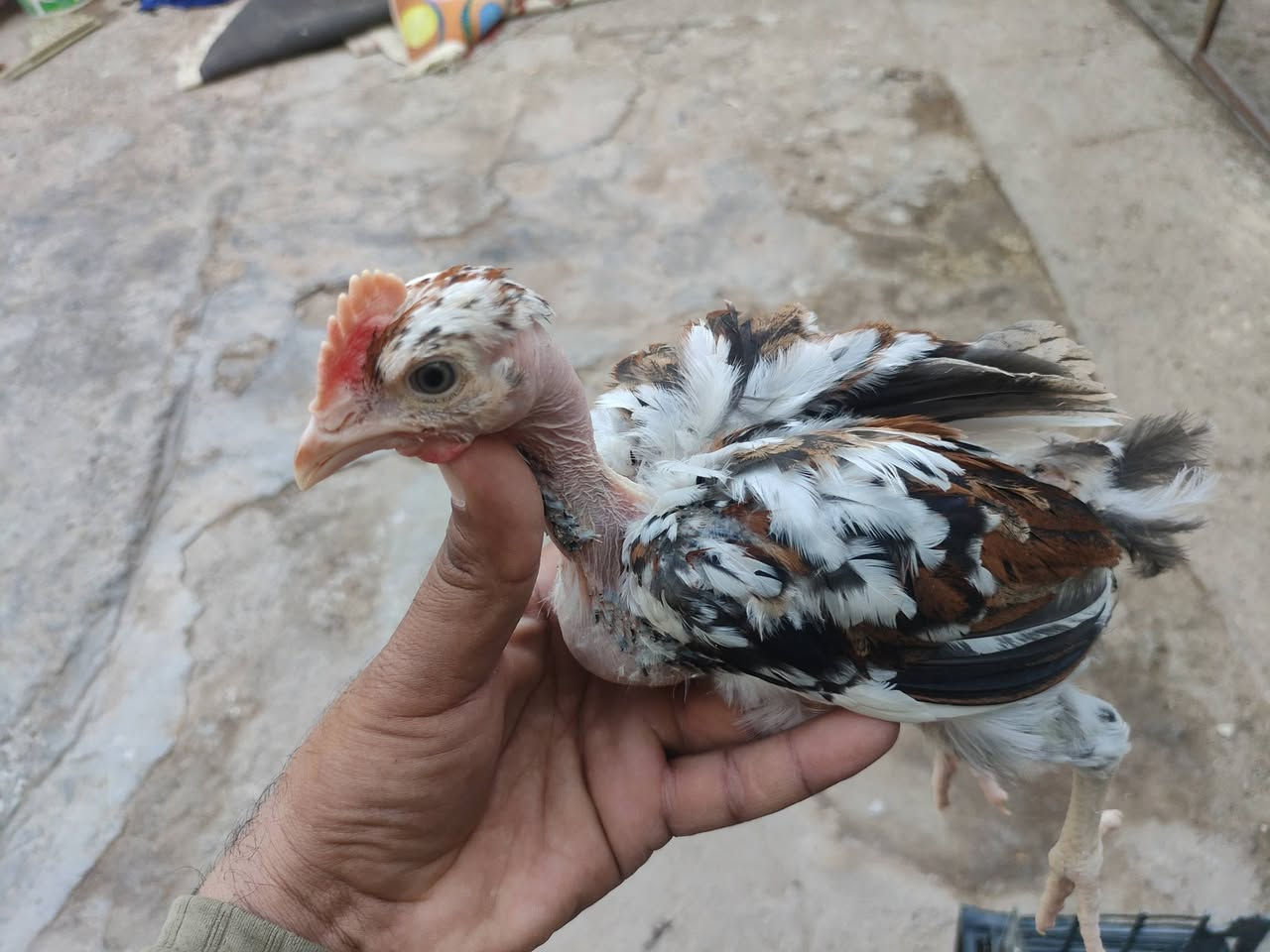 اللهم صلي على محمد وآل محمد
🐤توفر وجبه  بورسلان مثل ما واضح بلتصوير
🐤العمر  (50)يوم  العدد(13) زوج    
🐤سعر الزوج (10) الف
🐤 مكان ناصرية قضاء الدوايه
🐤توصيل متوفر   للتواصل واتساب ***********
