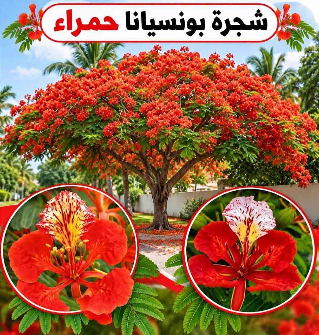 السلام عليكم متابعينا🤍.
🌿🌸 خلّوا الجمال يبدأ من حديقتكم 🌸🌿
إذا تحبون تضيفون لمسة مميزة لبيتكم أو حديقتكم، وفرنا لكم تشكيلة جميلة ومتنوعة من أشجار وشتلات الزينة 🌳🌱
أصناف مختلفة، ألوان جميلة، وأزهار تضيف للمكان حيوية وأناقة وتخليه أكثر جمالاً وتميزاً 💚
🌱 شتلات قوية وسليمة
🌸 تشكيلة متنوعة من أشجار الزينة
🌿 مناسبة للحدائق والبيوت والمساحات الخارجية
✨ اختيارات تناسب مختلف الأذواق
اختاروا النباتات اللي تحبوها، وخلّوا مساحتكم الخضراء أجمل يوم بعد يوم 💜
📍متوفر توصيل لجميع محافظات العراق🚗🚗
📍 للحجز والاستفسار مراسله الصفحه او مراسلتنا على واتساب من خلال الرقم: ***********

نص مكتوب في الصور:
- شجرة انتكوميا برتقالي محمر
- متسلق ياسمين هندي احمر
- شجرة بونسيانا حمراء
- شجرة اكاسيا حمراء
- متسلق ياسمين ازرق
- جاتروفا
- وردة القهوة
- بنفسجي
- نبات المطاط