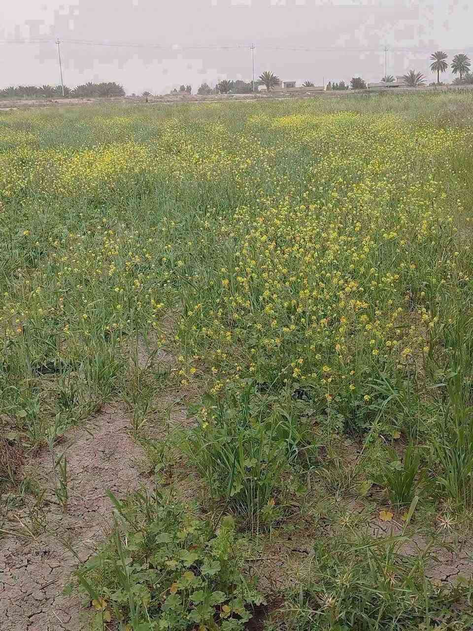 دوانم راقية جداً – فرصة حقيقية
 المساحه 11دونم السعر الدونم ٩وبي مجال 
 موقع مميز وجميل جداً
 الأرض ظهرها على الإروائي مباشرة جنس الارض طابو زراعي سند٢٥ ثاني يوم فتح بيان 
مقابيل سبع البور – منطقة العساوية – 
📄 السند: 25 حق تصرف
 تحويل بسم المشتري للاستفسار ***********
