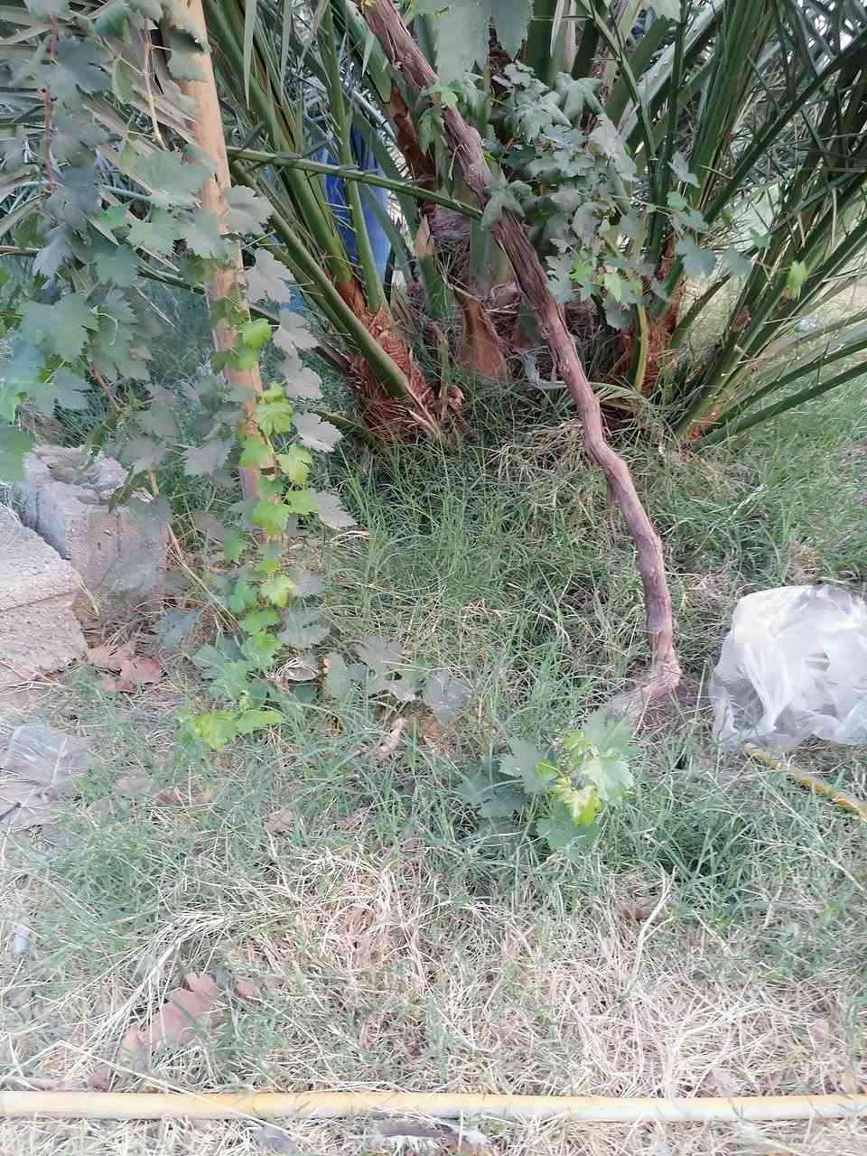 برحي • بريم • طويريج المنفهان