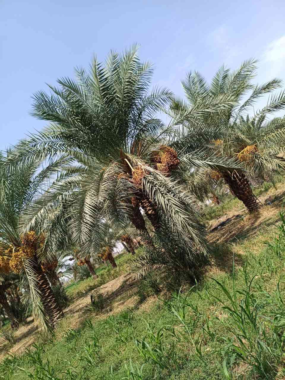 سلام عليكم
يوجد تمر للبيع زهدي وشويثي وعمراني بستان كامل تمر معلك (يعني تكص وتاخذ ) عنوان دوانيه مركز فسايل مختلفه200 نخله  ***********

