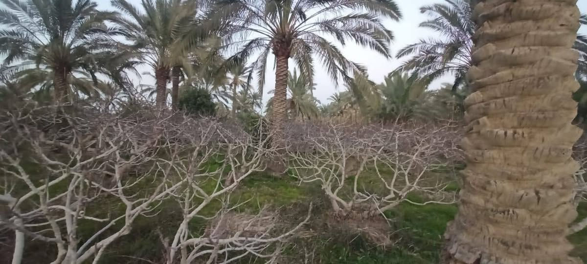 سلام عليكم من رخصت ابو الكروب مزرعة اللبيع طابو بستنة سند مستقل بسم شخص واحد مساحة دونمين تحتوي على نخل برحي وتين وحمضيات خدمات كاملة كهرباء وماء اسألة وماء سقي العنوان طريق السنية جهة زوار على شارع العام مباشر الاتصال على الرقم ***********
