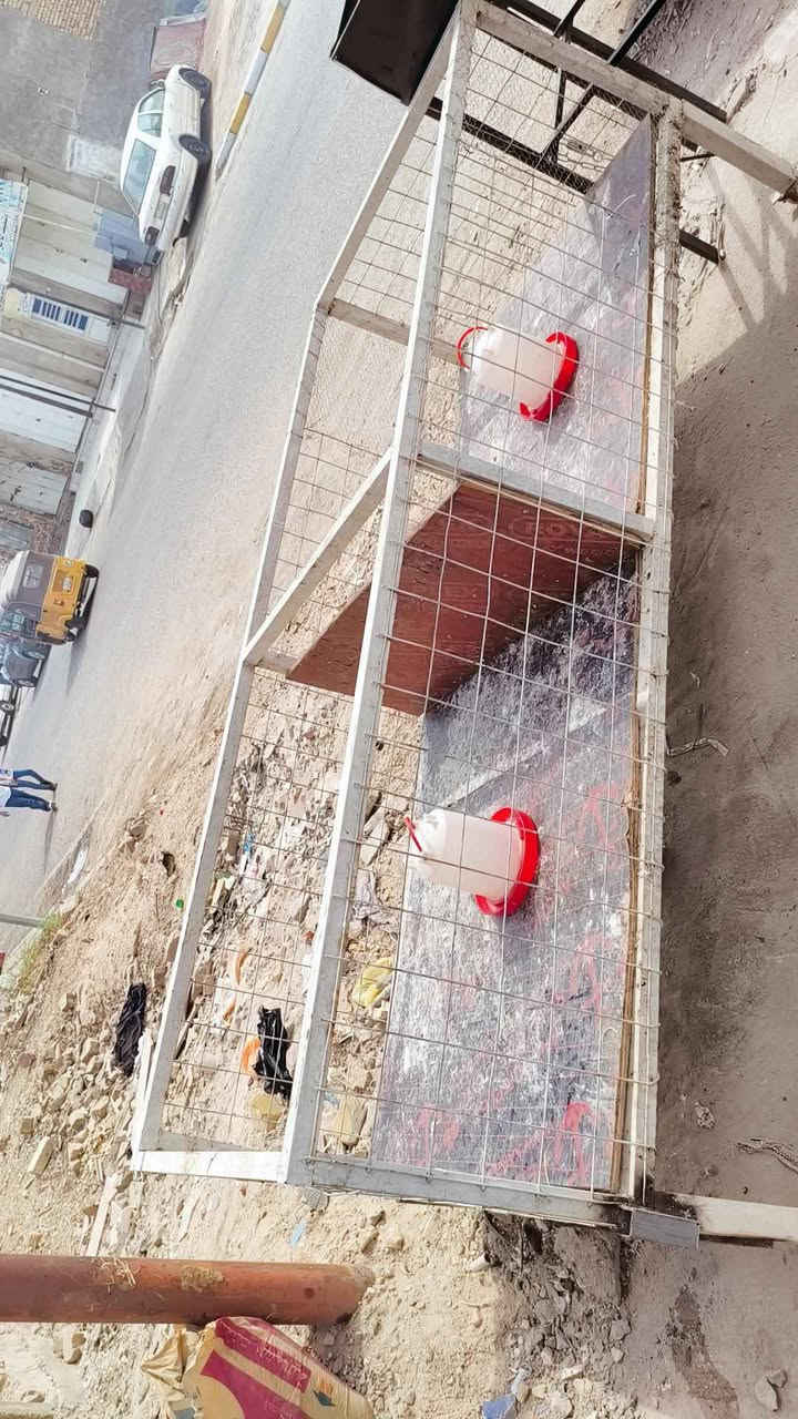 دجاج • استفسار • العمارة ميسان