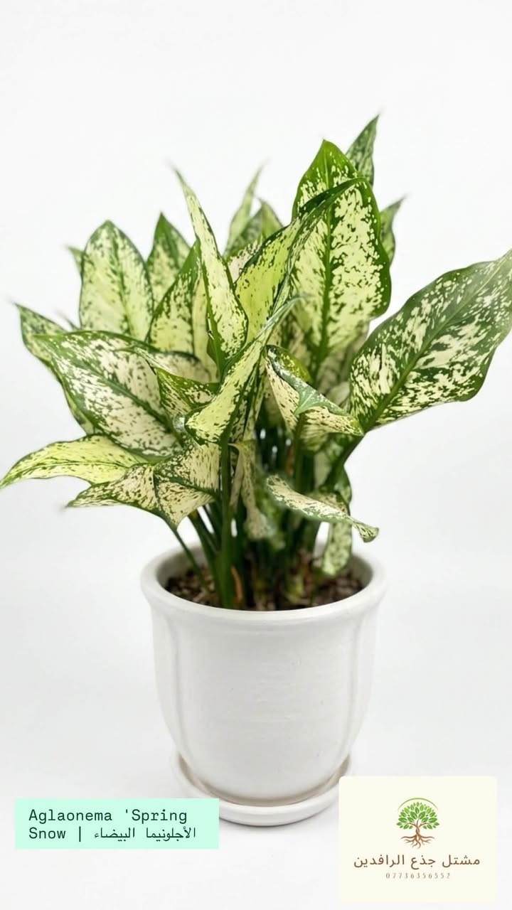✨Aglaonema 'Spring Snow | الأجلونيما البيضاء +#✨
"ملكة الفخامة والهدوء بالبيت!"🌿🤍

نبتة أنيقة بكل معنى الكلمة، تنزل للمكان وتحوله لقطعة ديكور راقية! أوراقها المدمجة باللون الأبيض والأخضر تنطي إضاءة وجمال خاص للبيت أو المكتب.. ميزتها مو بس جمالها، إنما صبورة وتتحمل وما تتعبك وياها بالمداراة!💚✨

🌚فوائدها:

1::::فلتر طبيعي: تنقي الهواء من السموم وتصفي
الأوكسجين بالبيت.

2:::: 🎨لمسة لمسات: تكسر روتين الألوان وتنطي إشراقة
لمكان.

3::::😌احة نفسية: تقليل التوتر وتضيف جو من الاسترخاء.

☀️العناية المختصرة:

4::::💡الضوء: إضاءة الغرفة العادية أو المتوسطة (بعيداً عن الشمس المباشرة).

5::::💧السقي: تسقى فقط عند جفاف التربة (تقريباً مرة
كل أسبوع إلى 10 أيام).

6::::🌡️الجو: تحب الجو المعتدل داخل البيت.

📍أ للطلب والاستفسار:
زورونا في موقعنا: بغداد - زيونة🏛️

📞رقم التواصل: ***********
 🚚خدمة التوصيل متوفرة لكل المناطق!📦🌱
