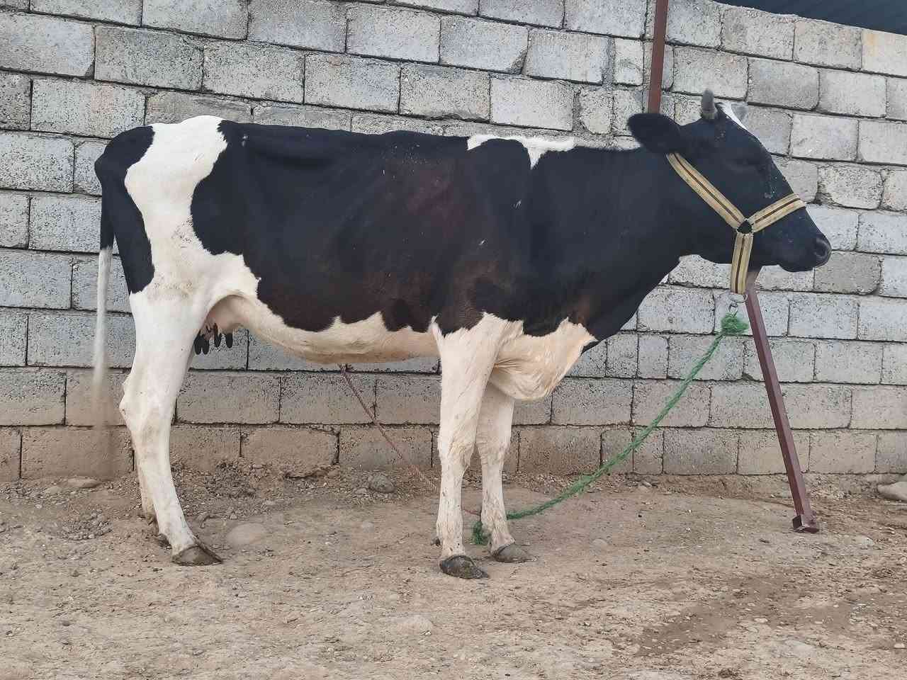 اللهم صلي وسلم على نبينا محمد متاح بجر ثاني بطن أعشار ثلث تشهر كفاله بدون حليب المكان القياره قريه الاجمسه. ***********.       ***********
