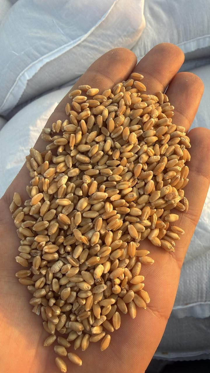 ---

🌾 مكتب محمد ضياء الزراعي 🌾

على بركه الله وصول حنطه نزار تعريب 

بنت المغلف درجه اولى 

التوصل مجاني للكميات 

وبسعر مناسب ومعقول

🌟 حنطة نزار - NIZAR
✅ الحبة مثل ما تشوفون بالصورة - كبيرة ومليانة
✅ نسبة إنبات عالية جداً - مجربة بالحقل
✅ مقاومة للأمراض وإنتاجها عالي بالدونم
✅ نظيفة 100% بدون شوائب ولا كسر

📍 العنوان: بابل - الكفل - مقابل جسر الكفل
📞 للحجز والاستفسار: ***********

#حنطةنزار #بذورحنطة #مكتبمحمدضياء #الكفل #بابل

