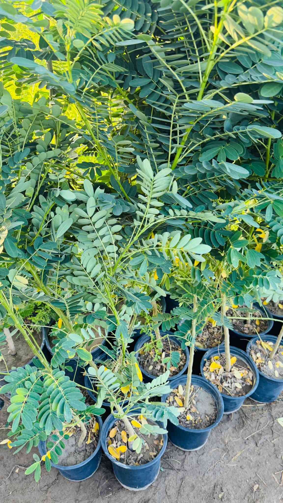 مسـواك جديد بفظل الله 🌹🔥🧑‍🌾
توفر جميع أنواع زرع خارجي داخلي 🌸🌳♥️🔥

عروض جوه سوك لي عليك توصي يوصل طلبك باب بيت 🧑‍🌾

للستفسار ***********
