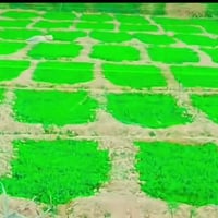 دايه خس • بذور خس • قضاء النعمانيه