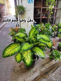 نباتات هولندية • نباتات شمسية • مشتل ابو علي