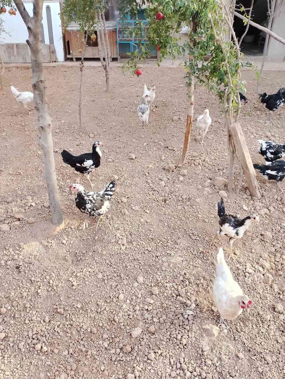 دجاجات • دجاجات بياض