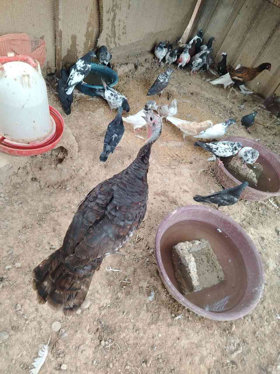 حمام بش دجاج اديوكه عرب فراريج شيش غاز غبج للبيع المكان اشميط ***********
