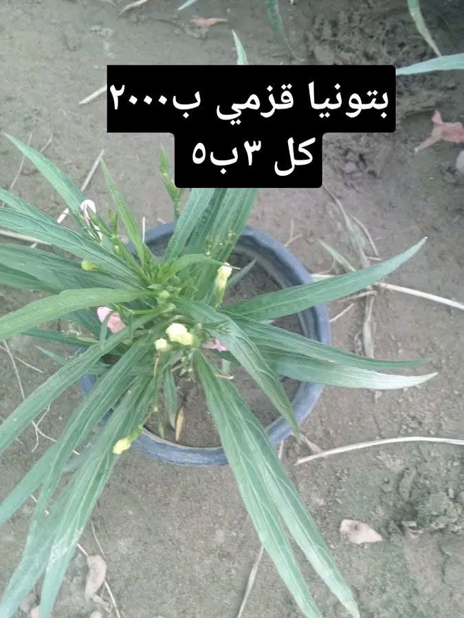 العروض متوفرة
التوصيل داخل بغداد فقط 
للطلب*********** واتساب

نص مكتوب في الصور:
- عفص ٢٠٠٠
- كل ٣ ب ٥
- بتونيا قزمي ب ٢٠٠٠ كل ٣ ب ٥
- مينا زاحف ب ٢٠٠٠ كل ٣ ب ٥
- شمشار اصفر ب ۲۰۰۰ كل ۳ ب ۵
- 6 سباركس ب ه