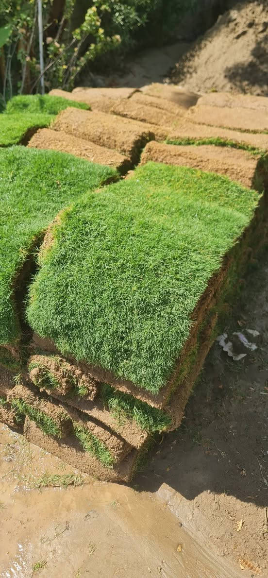 السلام وعليكم وصول ثيل هندي درجة اولى قطعه الف وربع متر مربع ب٢٥٠٠
العنوان ديالى الخالص مدخل السيد يوسف مجاور اسواق الحداد 

***********
***********
