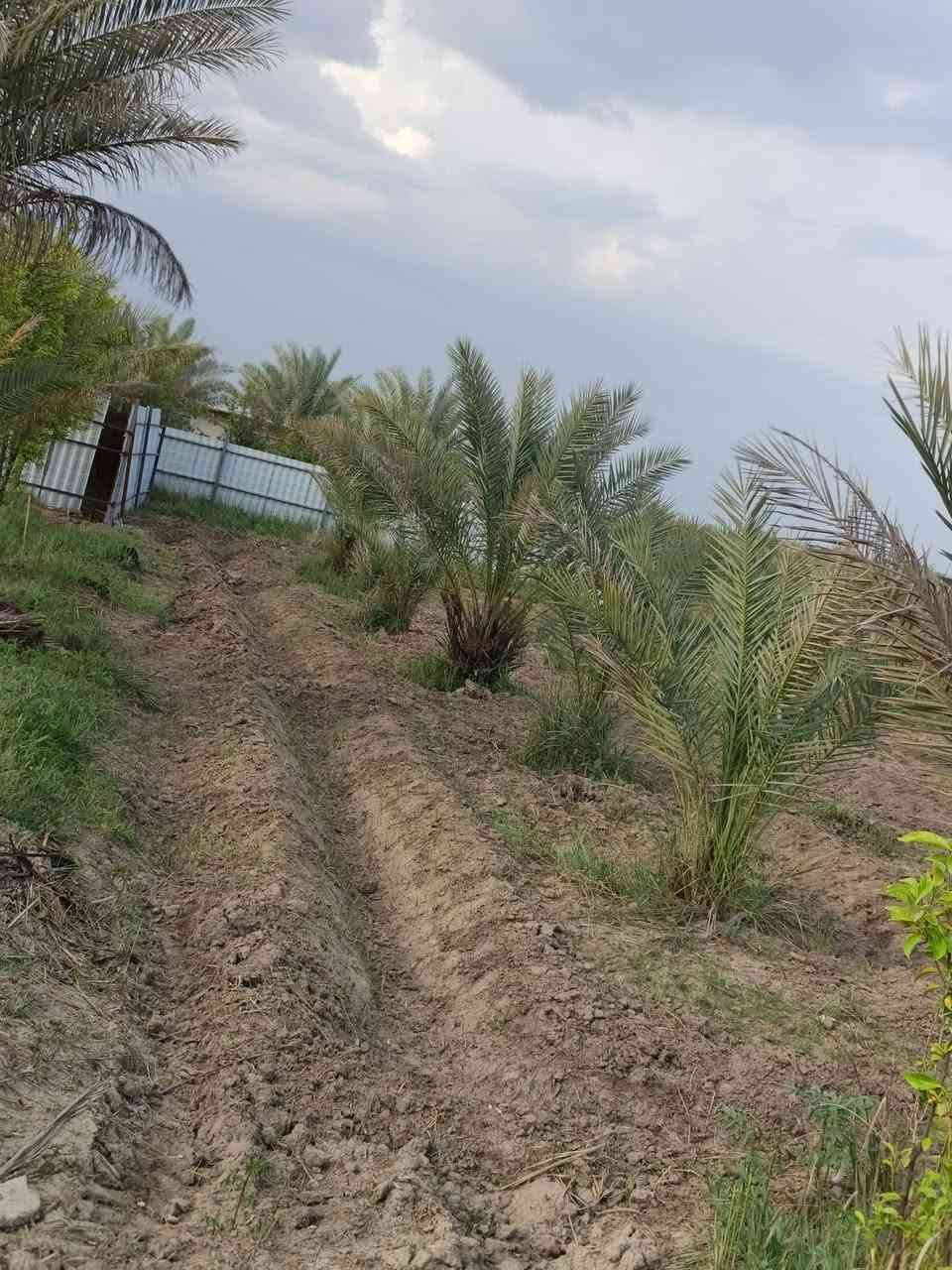 السلام عليكم من رخصة لادمن المحترم يتوفر لدينا أرض بمساحه 2725م سند 25 بأسمي في منطقة الراشديه تبعد عن بوابة بغداد 10 دقائق يوجد فيها نخيل عدد 40 نخله ترهم مزرعه وترهم سكن جاهزه كافة الخدمات يوجد ماء اساله وماء سقي كهرباء تبليط
للاستفسار اكثر اتصل 📲📞 وبيك خير وتدلل ***********
سلام عليكم من رخصة لادمن المحترم يتوفر لدينا أرض بمساحه 2725م سند 25 بأسمي في منطقة الراشديه تبعد عن بوابة بغداد 10 دقائق  ترهم مزرعه وترهم سكن جاهزه كافة الخدمات يوجد ماء اساله وماء سقي كهرباء تبليط يوجد بالقرب منها مزارع عدد 3
السلام عليكم من رخصة لادمن المحترم يتوفر لدينا أرض بمساحه 2725م سند 25 بأسمي في منطقة الراشديه تبعد عن بوابة بغداد 10 دقائق يوجد فيها نخيل عدد 40 نخله ترهم مزرعه وترهم سكن جاهزه كافة الخدمات يوجد ماء اساله وماء سقي كهرباء تبليط
