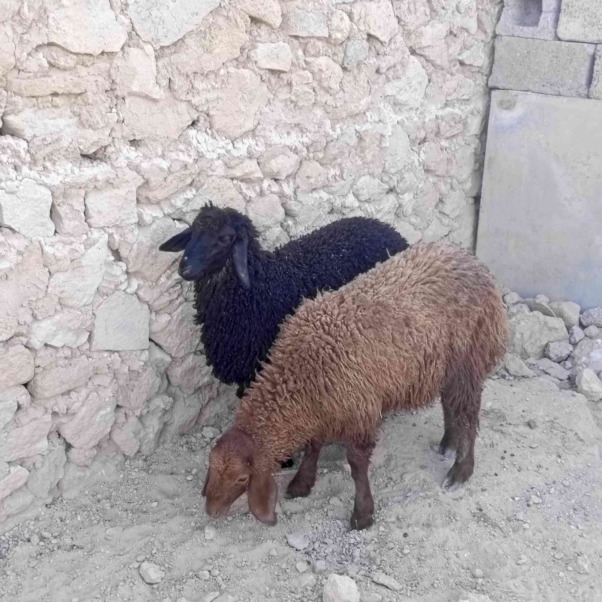 زوج فطايم • ١٨ كيلو • نضيف