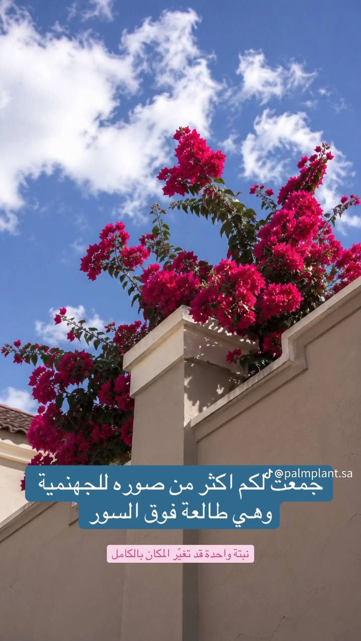 يعلن مشتل النور عن انواع لنباتات لمثمره وغير لمثمره ولازهار بنواعهه ولعطريه ولمتسلق بنواعه ولحمضيات بنواعهه ولعطريه ولمتسلق بنواعه +سنادين بنواعهه ولادويه ولمبيدات لحشريه ولعشبيه ولمنشطات لنواع النباتات وثيل+ثيل هندي+زميج كلشي ماتحتاج حديقتك موجود عد مشتل النور ( تنويه لكل زبون شتله مجانيه بثواب موتانه)+لكل زبون شتله مجانيه بثواب فاطمه الزهراء عليها السلام)بداره اخوكم ابو محمد رقم تلفون لمشتل ***********+***********موقع المشتل قريه 10 قريب القريه النفطيه

نص مكتوب في الصور:
- ألون ❤️ @palmplant.sa
- @palmplant.sa جمعت لكم اكثر من صوره للجهنمية وهي طالعة فوق السور نبتة واحدة قد تغير المكان بالكامل
- الصواريخ @palmplant.sa
- @palmplant.sa
- بكل مكان حلوه
- @palmplant.sa التفرع 🥰
- تداخل الوان الزهور @palmplant.sa
- التزهير قوي ماشاء الله
- ألوانها جميلة @palmplant.sa