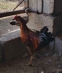٧ فراريح • ديك • منشأه نصر