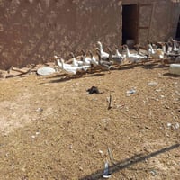 وزات • للبيع