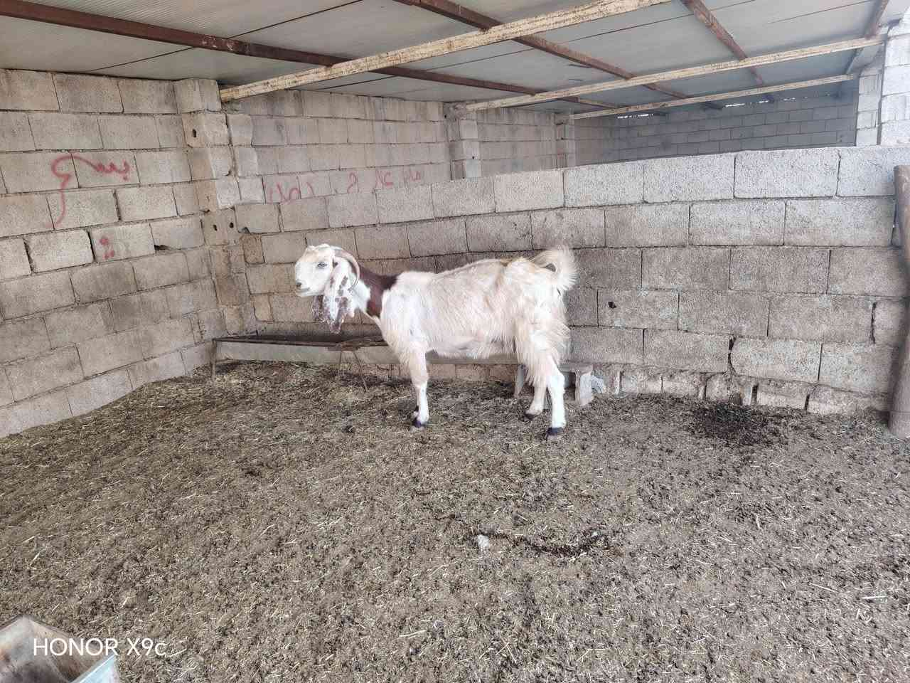 عنز شامية • هونر X9c