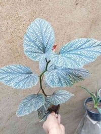 نباتات • حجم صغير • حجم كبير