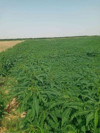 سيسبان • ١٥ دونم • واسط الاحرار
