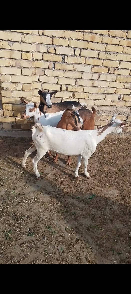 نعاج نثايه • ماخذات فحل • توصيل