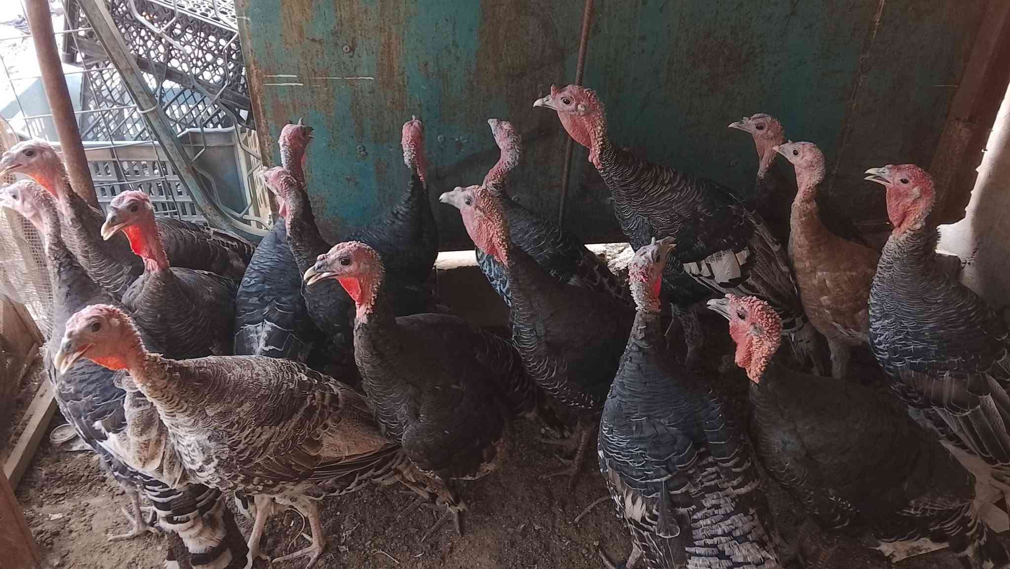 فسيفس عرب • شرط ١٥ • تكريت القادسيه