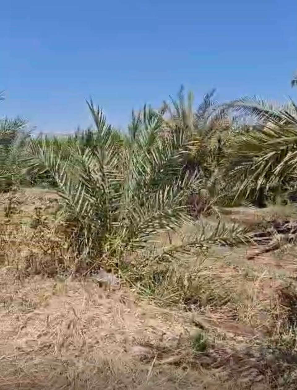 بستان 2 دوانمين وانص البيع في ديالى جديدة الشط، يبعدن عن شارع العام كيلو وانص، متوفر ماي كهرباء.
السعر 75 الدوانم واحد، بيه مجال
ملاحظة: إذا ياخذ واحد ثاني، يأخذوه بـ 130 الدوانم واحد. هاي تعتبر الكطعة أهل شاليهات والمزارع، المو شراي لا يتصل واتعبني خوش ***********
