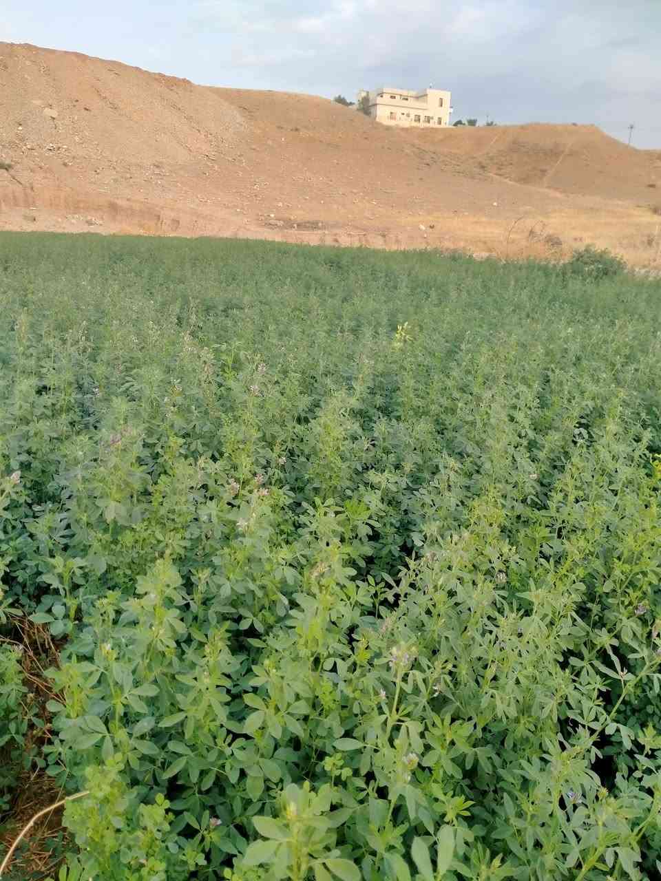حشيش جت • عراقي • درجة أولى