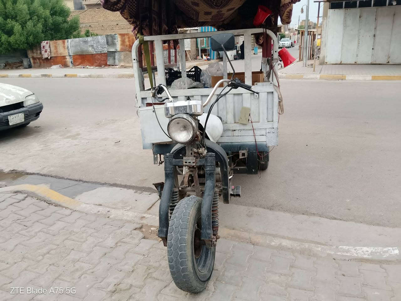 ستوت • بدون أوراق • الحسنية مال الرشدية